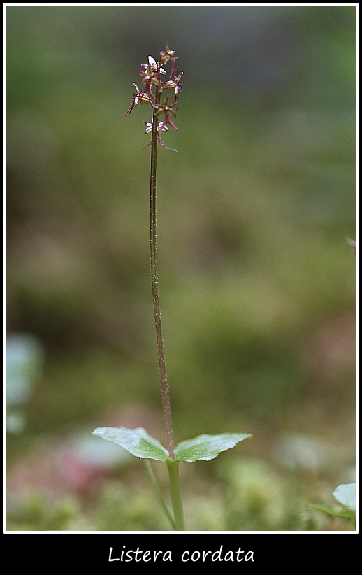 Spiranthes aestivalis e altre specie taglia mini